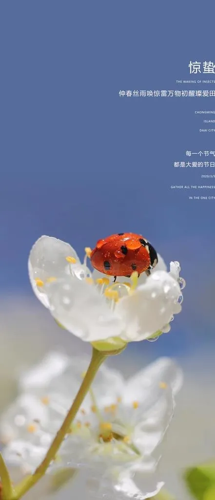 惊蛰节气海报图片(1774x3839)psd模版下载