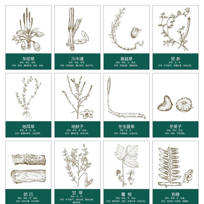 中草药手绘图片