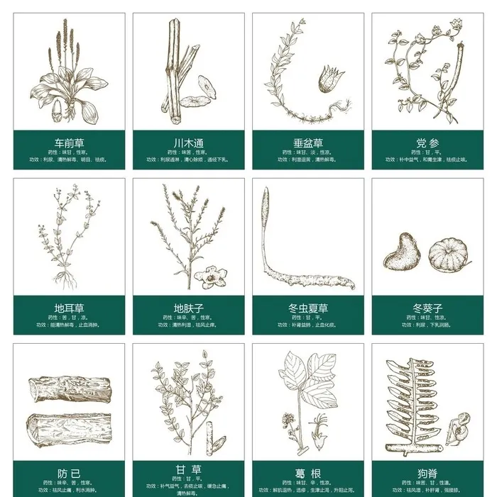 中草药手绘图片ai矢量模版下载