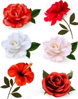 红玫瑰 白玫瑰 花图片