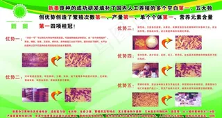 黄粉虫图板图片