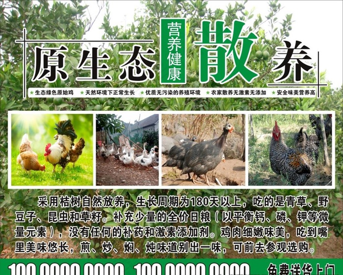 原生态散养鸡广告图片(1200X1000)cdr矢量模版下载