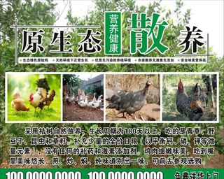 原生态散养鸡广告图片