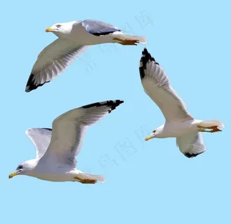 海鸥图片 海鸥图片