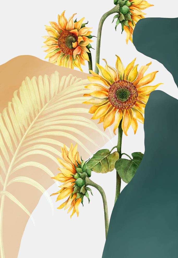 手绘向日葵插画图片