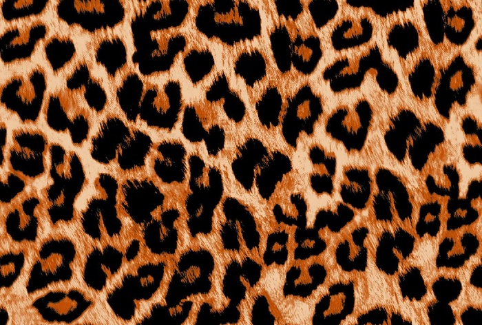 豹纹图片