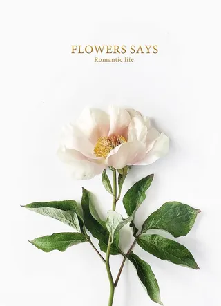 北欧 小清新  绿植  花卉图片