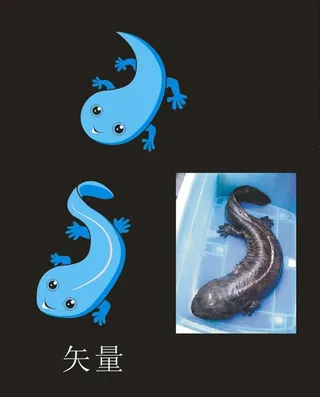 矢量娃娃鱼图片