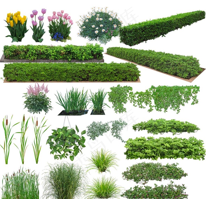 园林景观树木植物绿化图片psd模版下载