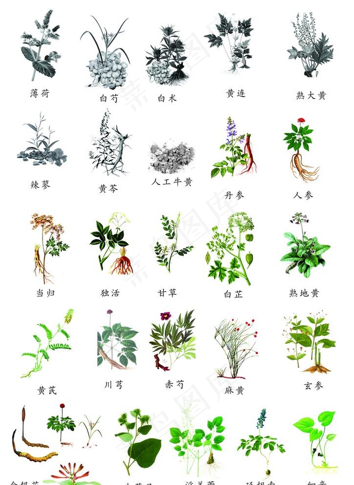 中草药图片