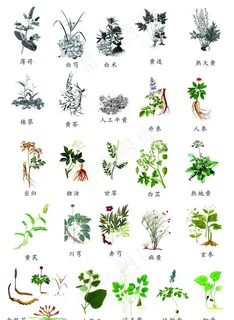 中草药图片