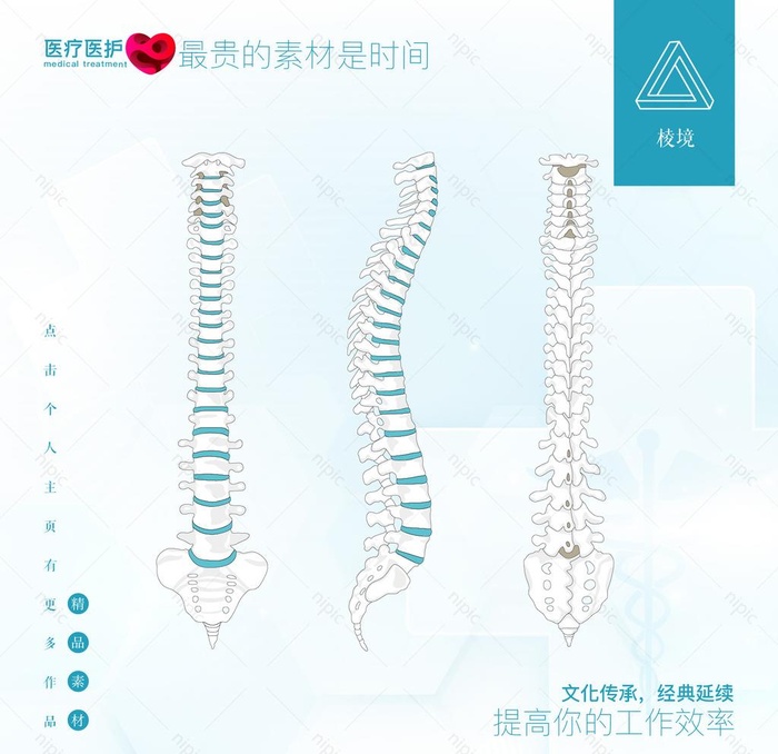 脊椎图片ai矢量模版下载