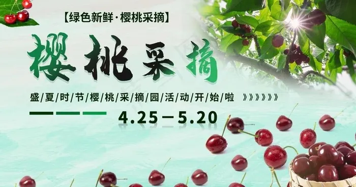樱桃采摘图片