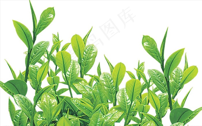 茶叶图片psd模版下载
