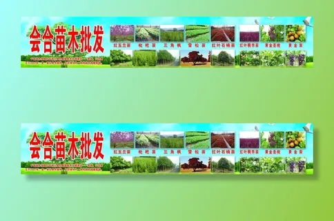 苗木批发图片 苗木批发图片