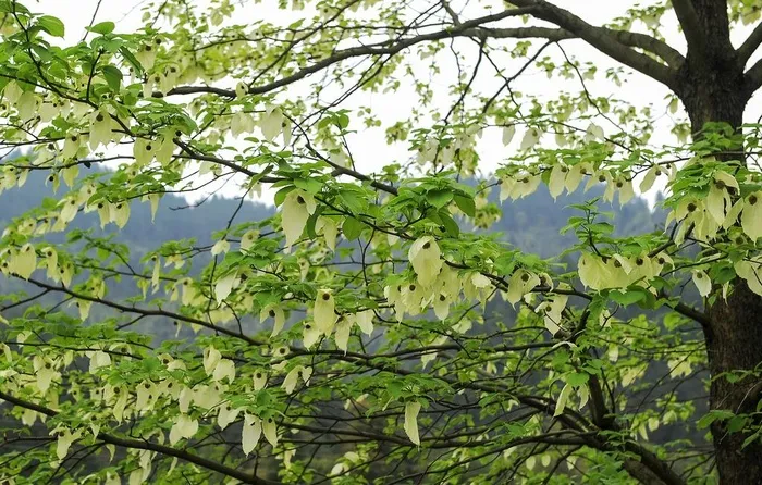 鸽子花图片