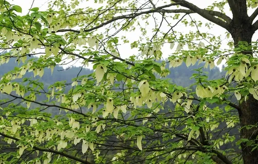 鸽子花图片 鸽子花图片