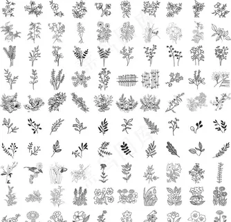 矢量花草线稿图片