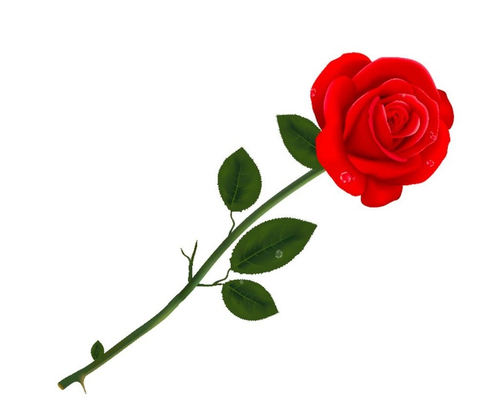 单支红色玫瑰图片