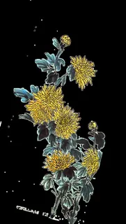 菊花图片 菊花图片