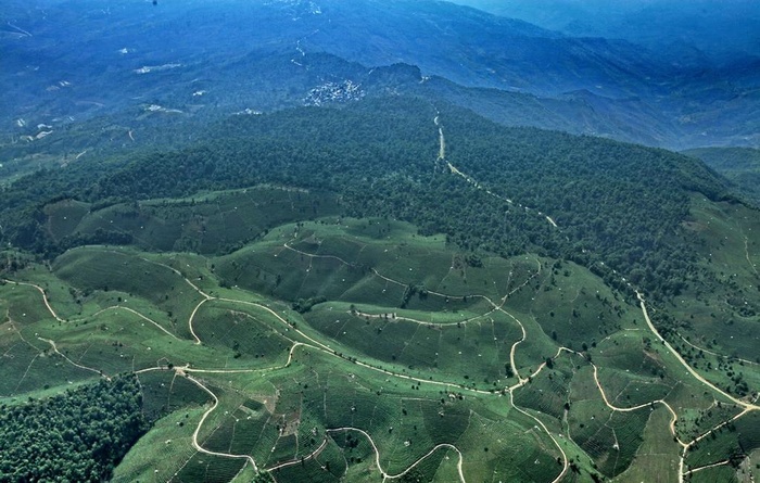 万亩茶园 景迈山图片