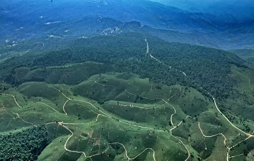 万亩茶园 景迈山图片