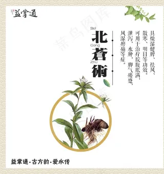 北苍术图片