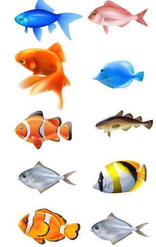 鱼类图片