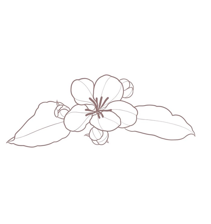 线描简约樱花图片