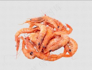 虾图片