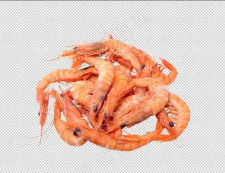 虾图片