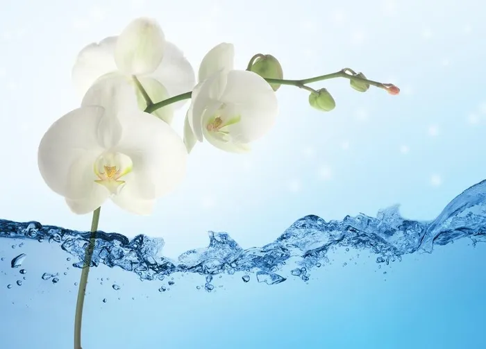 水水面牡丹花图片(9071x6803)psd模版下载