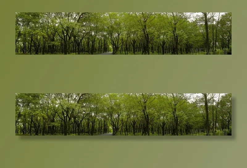 树林图片