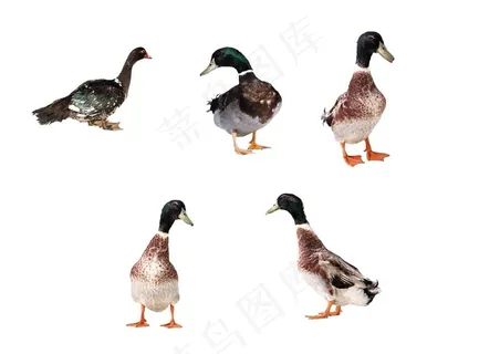 鸭子图片