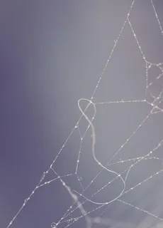 蜘蛛丝网图片 蜘蛛丝网图片