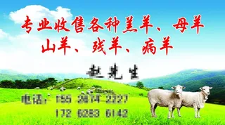 收羊名片图片
