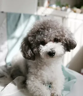 小狗图片 小狗图片
