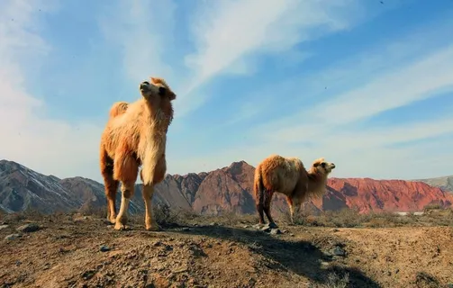 硫磺沟骆驼1图片