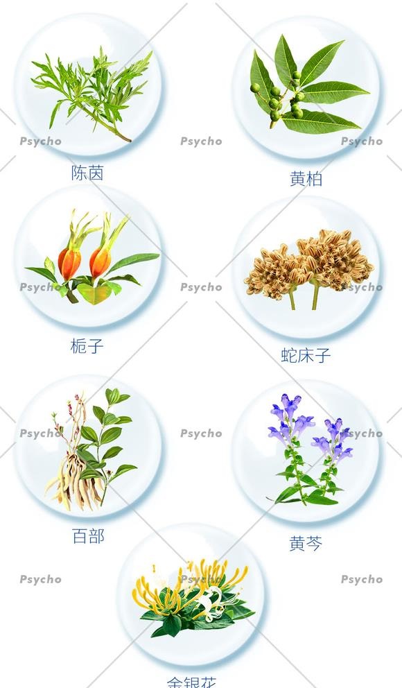 中草药素材合集图片(790x1395)psd模版下载