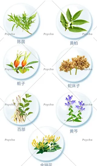 中草药素材合集图片