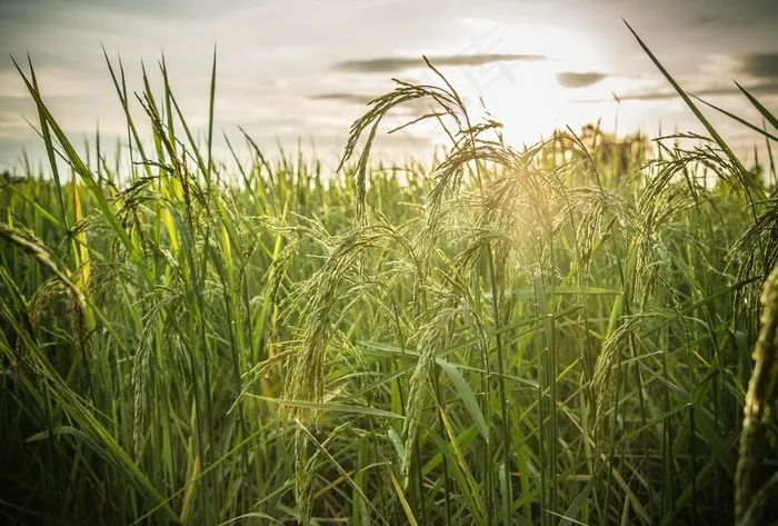 水稻图片