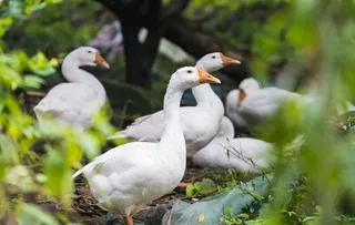 大白鹅摄影图片摄影