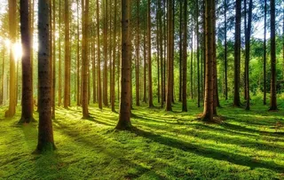 阳光             图片