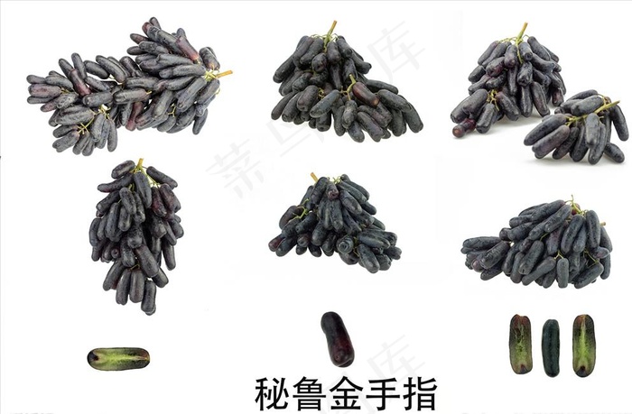 澳洲金手指图片psd模版下载