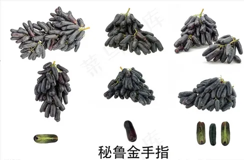 澳洲金手指图片