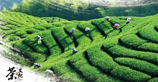 茶图片