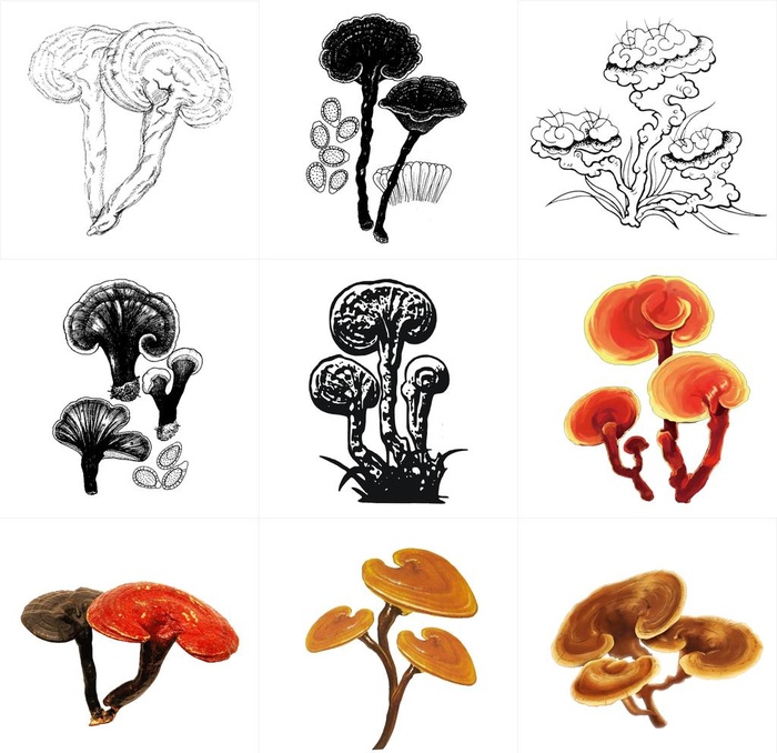 灵芝图片
