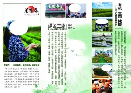 茶叶三折页图片