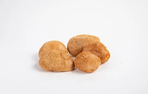 猴头菇图片 猴头菇图片