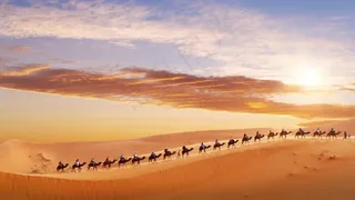 沙漠骆驼团队图片